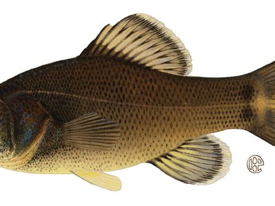 Pirate Perch