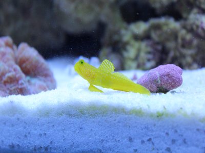 Pistol Shrimp Goby
