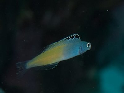 Plagiotremus