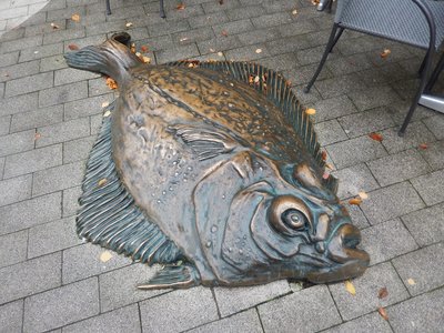 Plaice