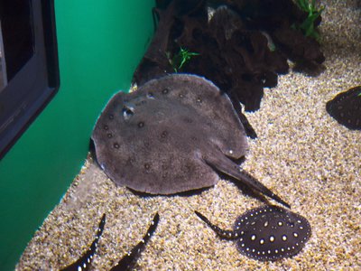 Plata River Stingray