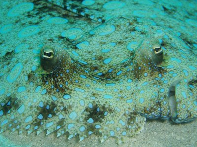Plate Fish