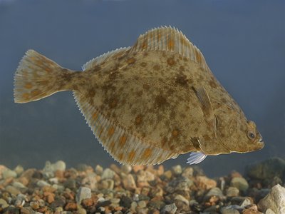 Platichthys
