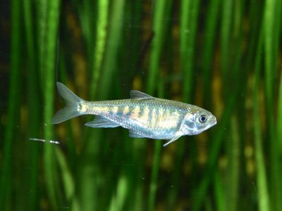 Platypus Fish