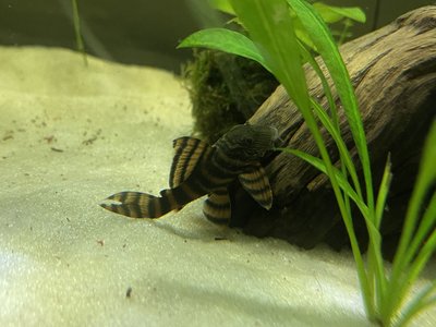 Pleco