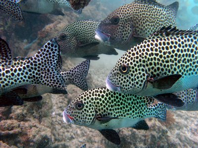 Plectorhinchus