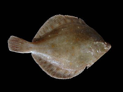 Pleuronectes
