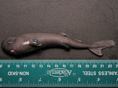 Pocket Shark