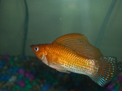 Poecilia velifera
