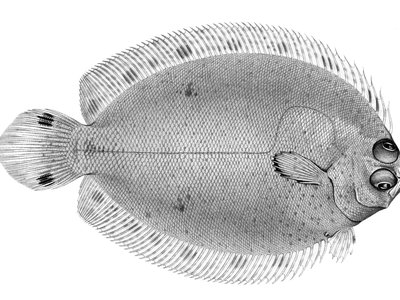 Poecilopsetta