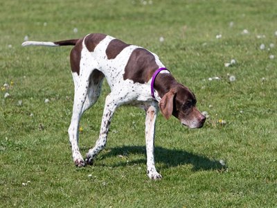 Pointer