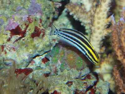 Poison Fang Blenny