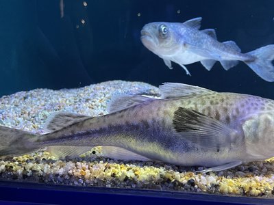 Polar Cod
