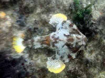 Polka Dot Batfish