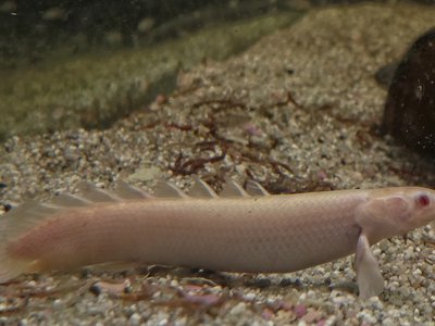 Polypterus