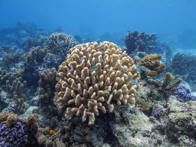 Pomacentrus