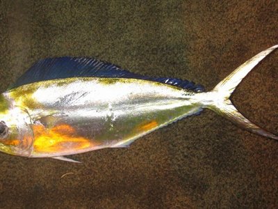 Pompano Dolphinfish