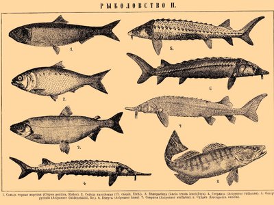 Pontic Shad