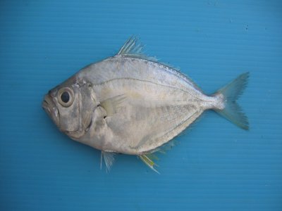 Ponyfish