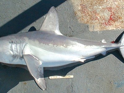 Porbeagle