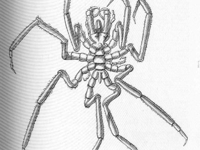 Porcupine Crab
