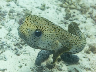 Porcupinefish