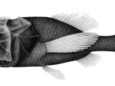 Poromitra