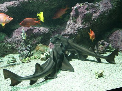 Port Jackson Shark