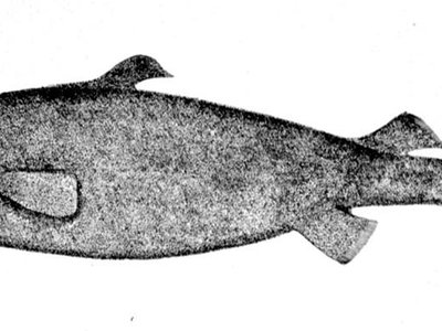 Portuguese Dogfish