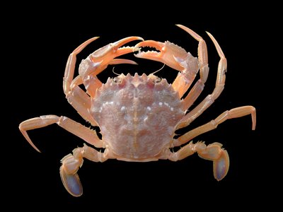 Portunidae