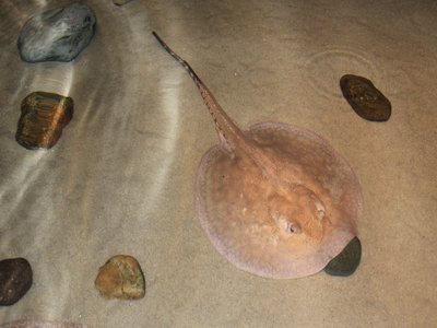 Potamotrygon
