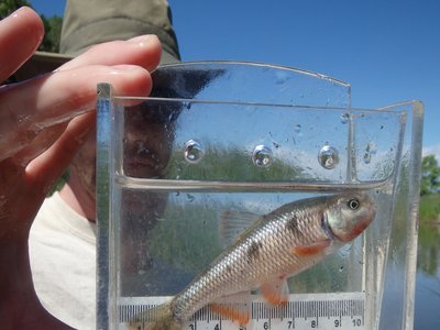 Prairie Chub