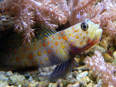 Prawn Goby
