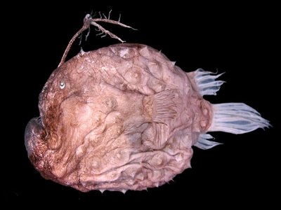 Prickly Anglerfish