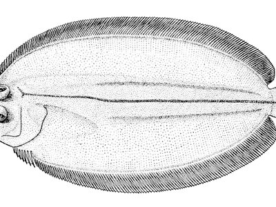 Prickly Flounder