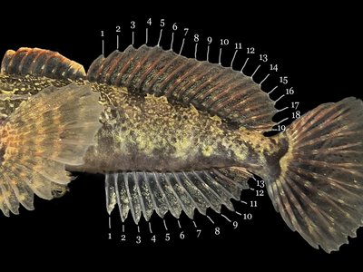 Prickly Sculpin