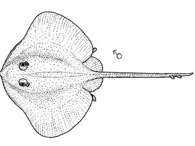 Prickly Skate