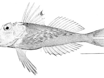 Prionotus