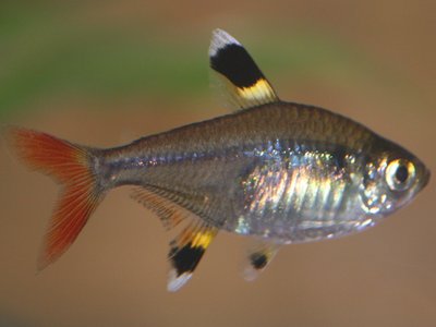 Pristella maxillaris