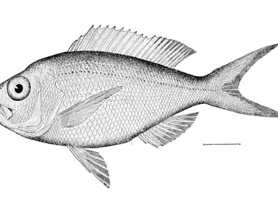 Pristipomoides
