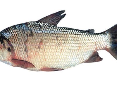 Prochilodus