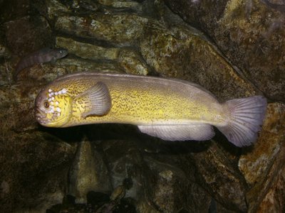 Prowfish