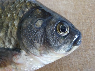 Prussian Carp