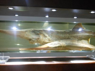 Psephurus gladius