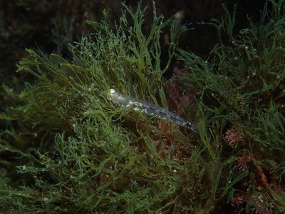 Pseudaphya