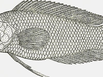 Pseudochromidae