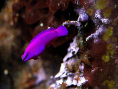 Pseudochromis fridmani