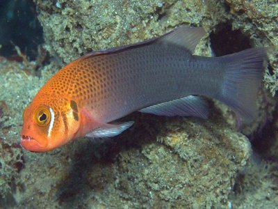 Pseudochromis