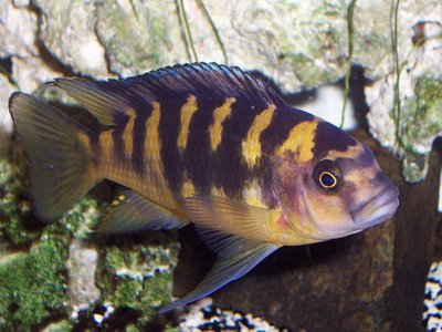 Pseudotropheus