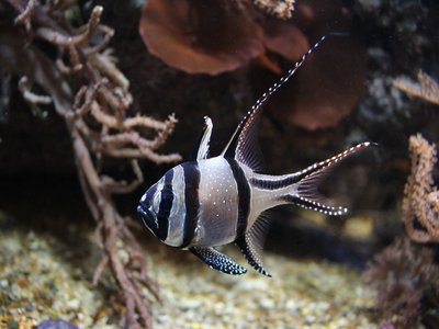 Pterapogon kauderni